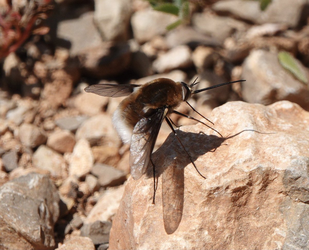 lynda_lambert's tweet photo. Bombylius cruciatus. #Beeflies Tavira , Algarve.
Very noisy in flight ,then hard to locate once they have landed when the sun is really bright as it is today. https://t.co/6WEHTBCdXH