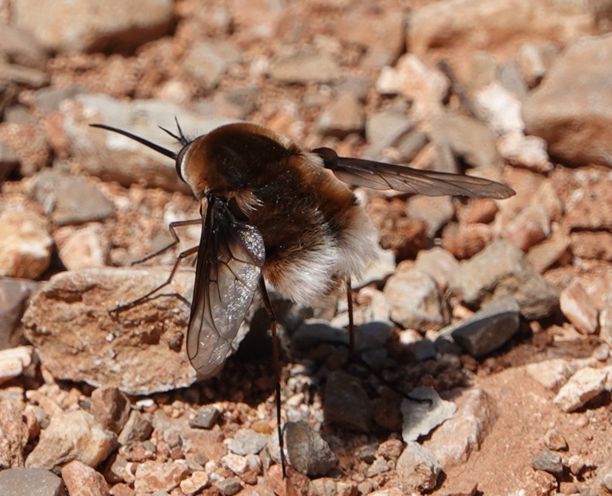 lynda_lambert's tweet photo. Bombylius cruciatus. #Beeflies Tavira , Algarve.
Very noisy in flight ,then hard to locate once they have landed when the sun is really bright as it is today. https://t.co/6WEHTBCdXH