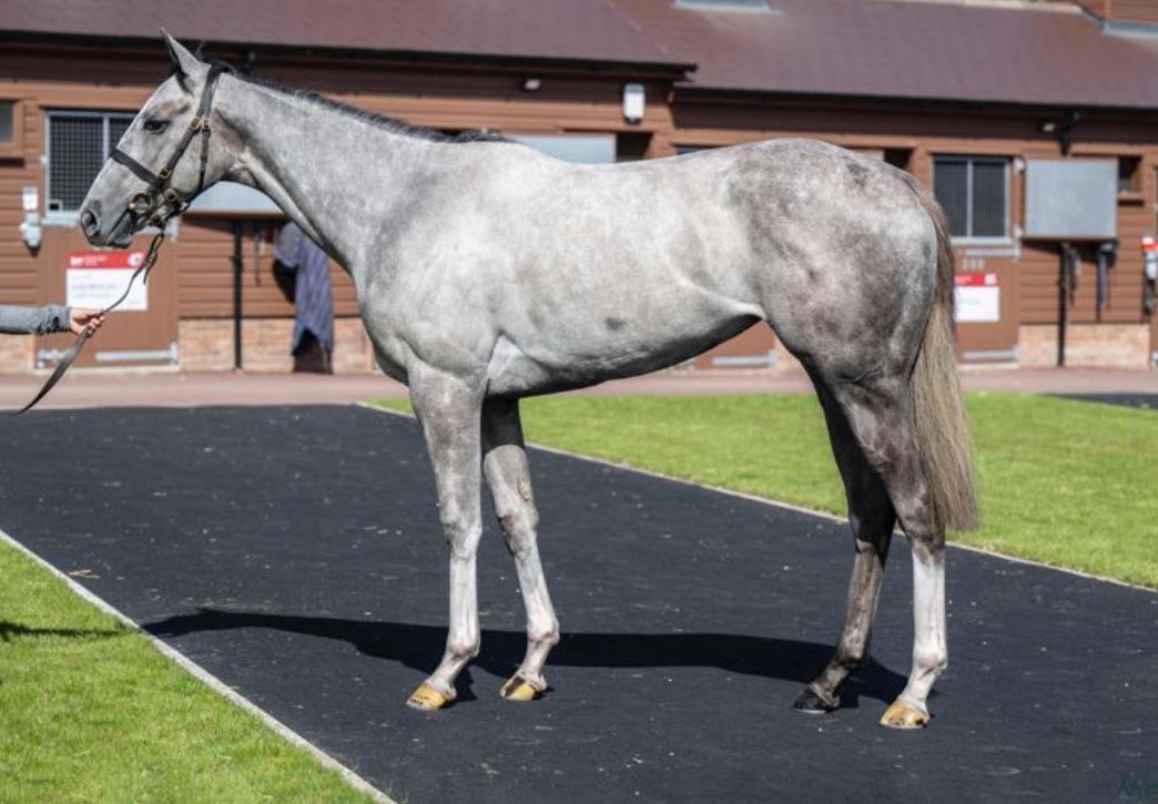 ✨SPYCATCHER✨ ✨OLIVIA MARALDA✨ ✨COLOUR UP✨ ✨NAVASSA ISLAND✨ Just some of the stakes horses sold by us @Tattersalls1766 Craven Sale in the past few years! 2yos by KODIAC, BLUE POINT, HAVANA GREY, EARTHLIGHT, CALYX, HARRY ANGEL & PERSIAN KING on offer this week; Yards T/U