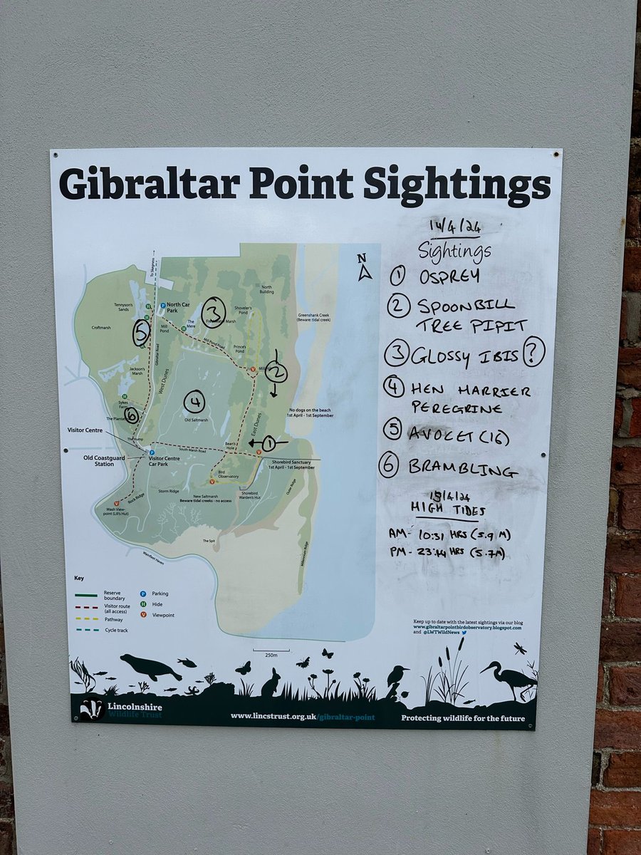 Gibraltar Point sightings today (14/4/24) @Lincsbirding