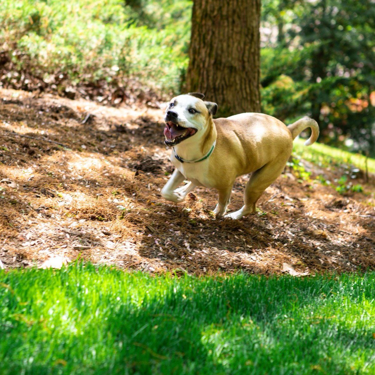 Look out world! Mulligan the TurfMutt is on the move. Did you know exercising outside is great for humans too? A study published in Nature shows there are neurological benefits to exercising in green space, including better working memory and concentration. #backyarding #exercise