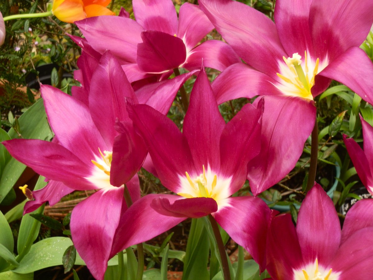 Skog200's tweet image. #tulipsinspring  tulip " Purple Dreams " shimmering in the sunshine today 🌷🌷🌷