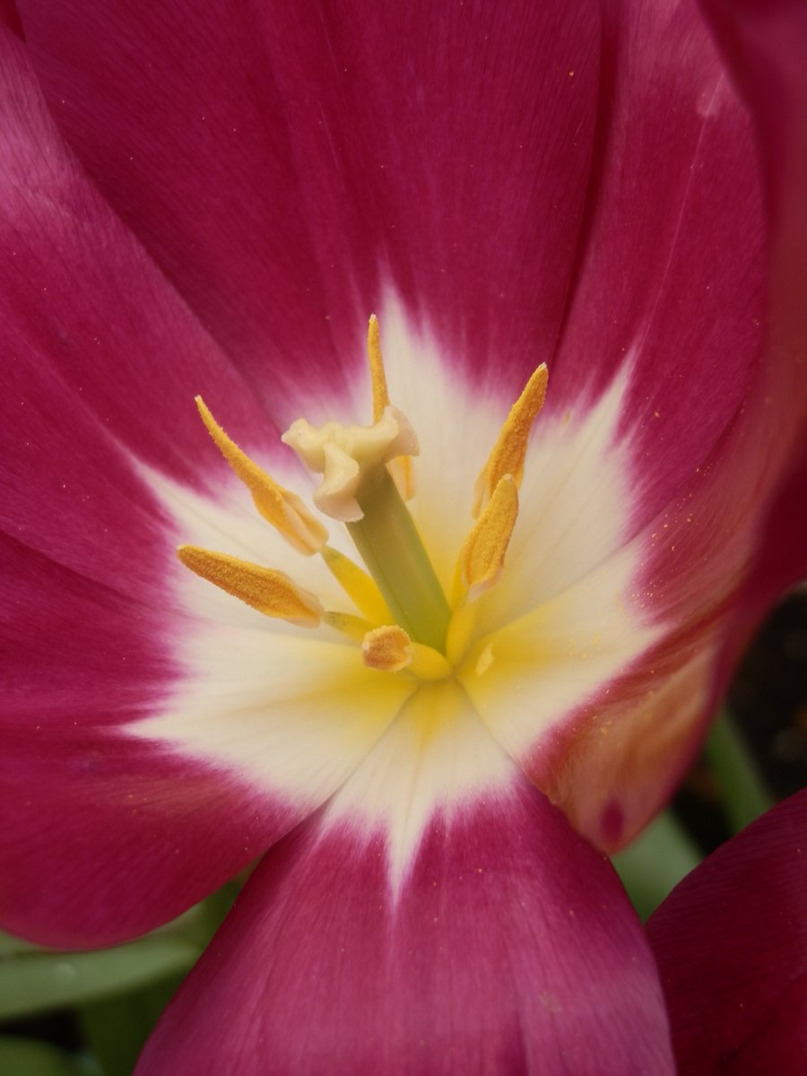 Skog200's tweet image. #tulipsinspring  tulip " Purple Dreams " shimmering in the sunshine today 🌷🌷🌷