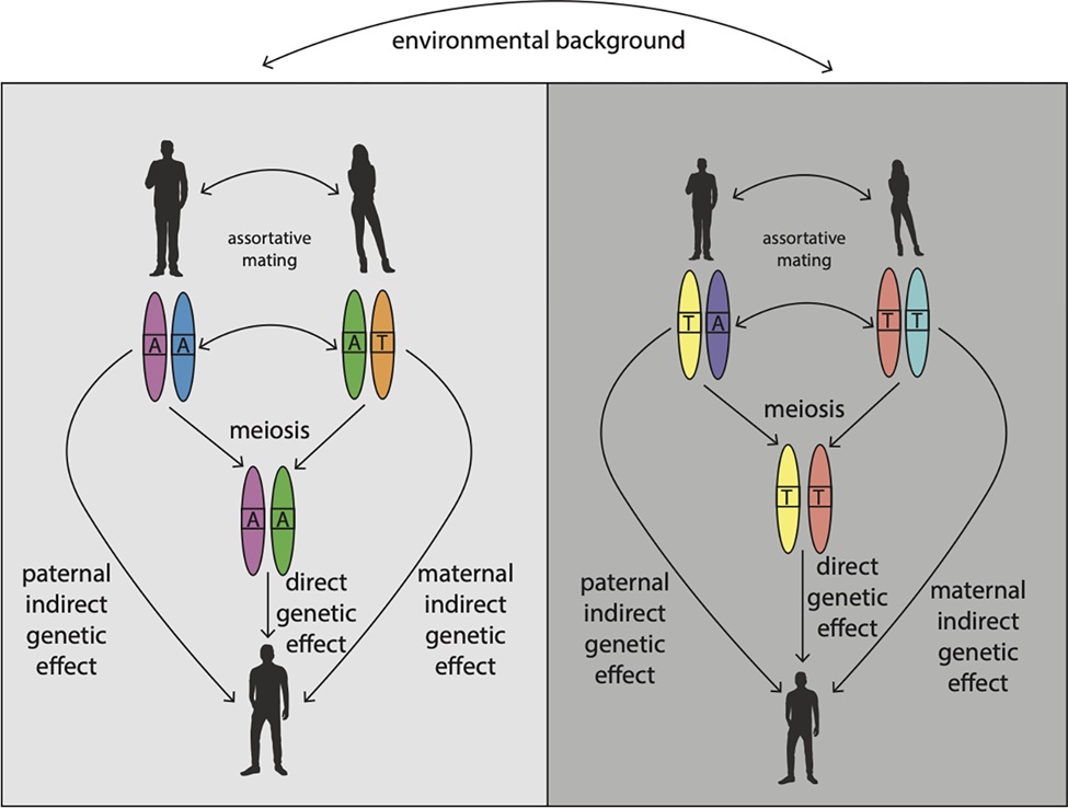 #GWAS can be affected by confounding; @AlexTISYoung explores a @carl_veller @Graham_Coop #PLOSBiology study which asks how different sources of confounding affect GWASs & whether family-based designs offer a solution. Primer plos.io/3UeYyfC Paper plos.io/3Qmu2hF