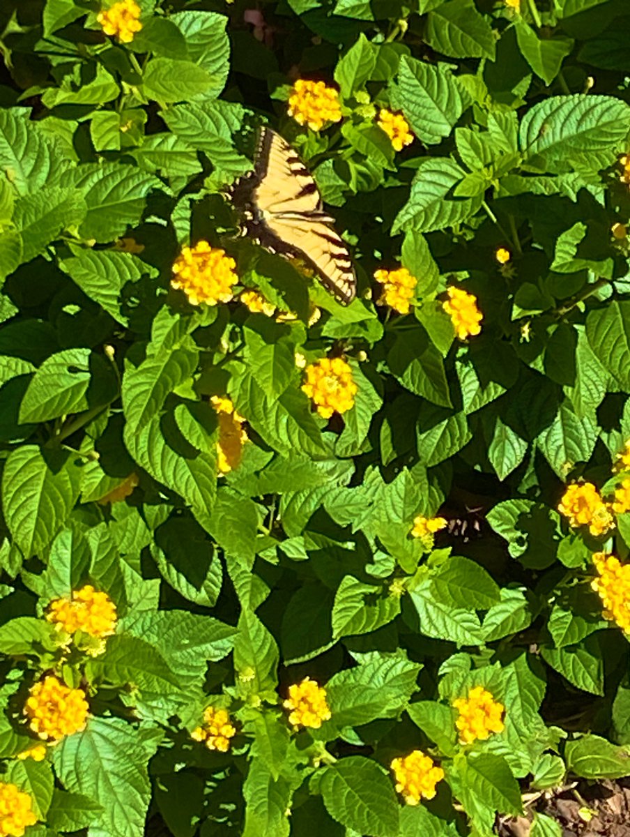 EmSS_4's tweet photo. #SundayYellow 
#AlphabetChallenge #WeekO #outdoorfun #OutdoorAdventures 
🌼🦋🌼🦋🌼🦋🌼🦋🌼🦋🌼🦋 https://t.co/KEDZyvl1gw