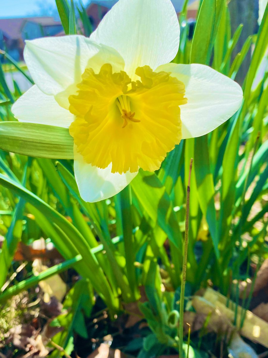 EmSS_4's tweet photo. #SundayYellow 
#AlphabetChallenge #WeekO #outdoorfun #OutdoorAdventures 
🌼🦋🌼🦋🌼🦋🌼🦋🌼🦋🌼🦋 https://t.co/KEDZyvl1gw