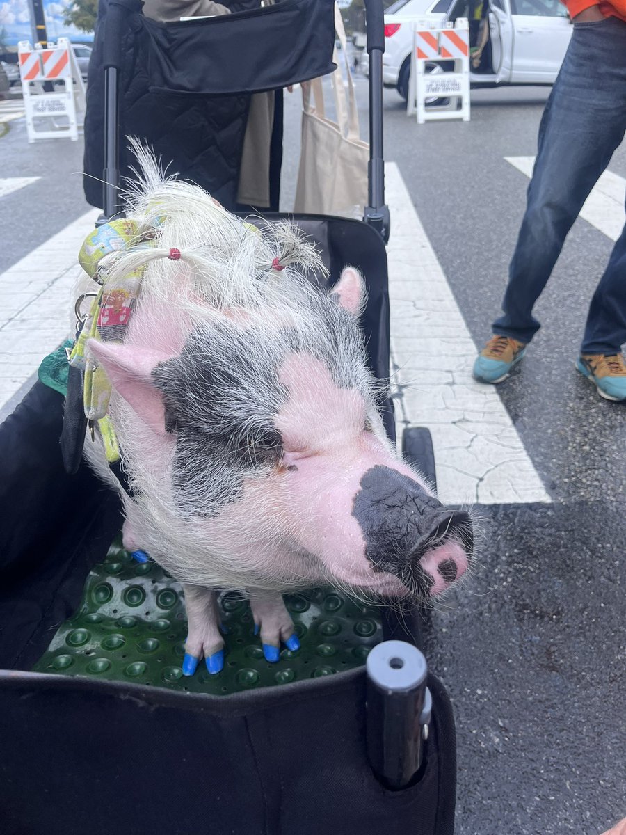 SamoFund's tweet photo. Happy Sunday day everyone! We’re here at @resilientpali’s #EarthDay Celebration! Stop by our booth to get a #BreakThePoisonChain lawn sign and learn more about #SAMOFund. We even have a special visitor walking around 🐷 🌸 https://t.co/fp8SW9wI7j