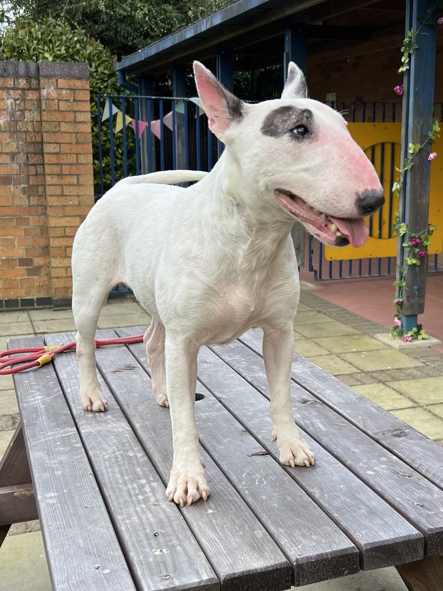 Peggy ♥️❤️🩷

#dogs #englishbullterrier  🩷❤️♥️