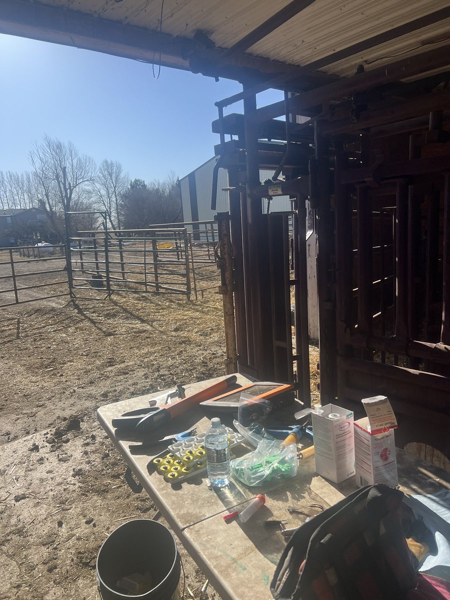 180 pairs sorted into breeding groups, 100 calves vaccinated and CIDRs pulled on 35 cows in the AI group over 2.5 days with hubby and kids!Beautiful weather and doing it all as a family and hardly feels like work! This livelihood can be so tough some days but so amazing as well!