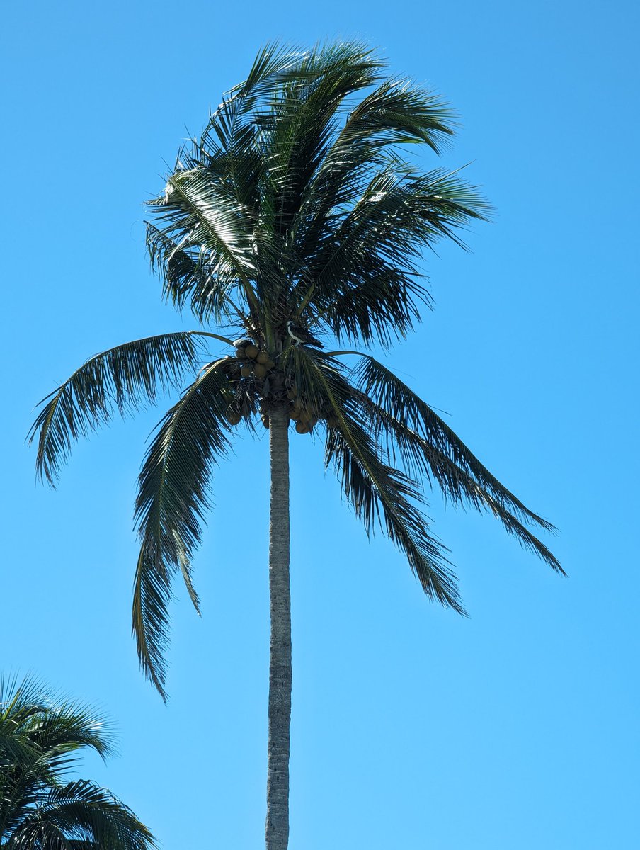 crferrie's tweet image. Had a successful time collecting all sorts of trash and plastic off the beach this morning. Thank you to thoae that showed up! 😎✌🏼💙

@cleanify_vet makes it easy to create a campaign for #sustainableactions through their dapp on @vechainofficial  official VeWorld wallet... #vet
