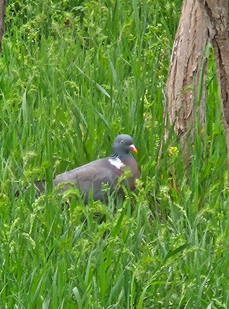 Inner Magnolia tweet media