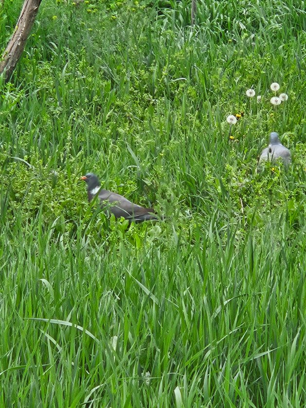 Inner Magnolia tweet media