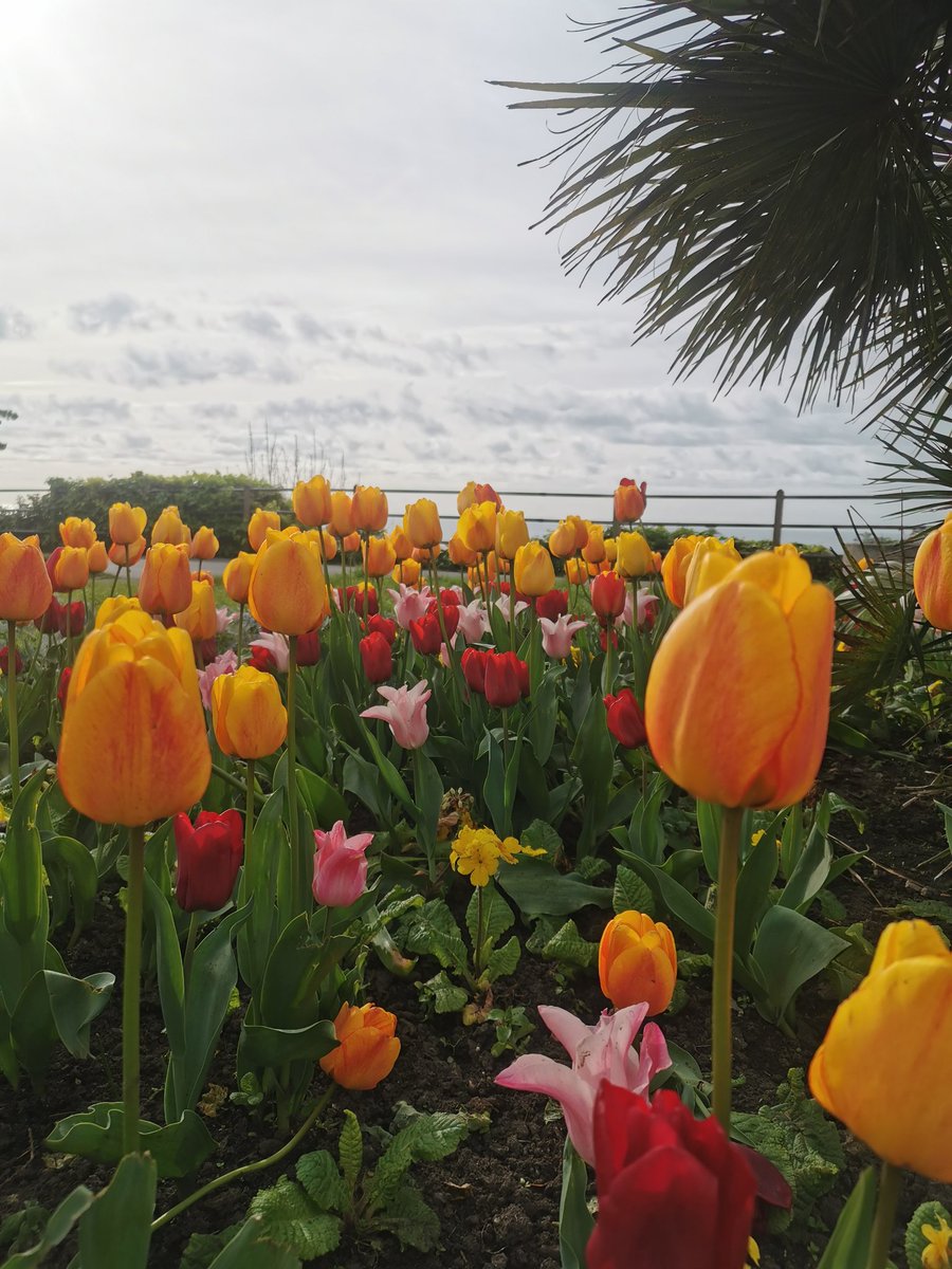 Tulips of... Folkestone.
#tulips #folkestone @FHextraordinary