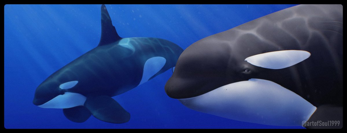 It's #NationalDolphinDay so, I guess I'll repost some things.

Animals in the paintings:

. Southern resident killer whale (L41 Mega)
. Long Finned pilot whale, northern hemisphere form
. Common bottlenose dolphin, coastal form from the Caribbean Sea
. Caribbean killer whale.