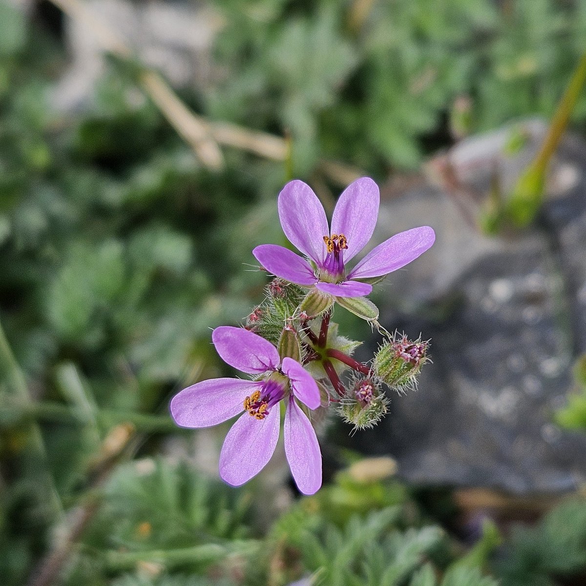 Ahhh, spring. . #flowerphotography