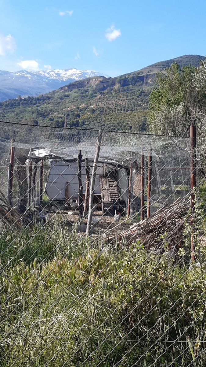 Gallinas con caravana propia, simplemente maravilloso