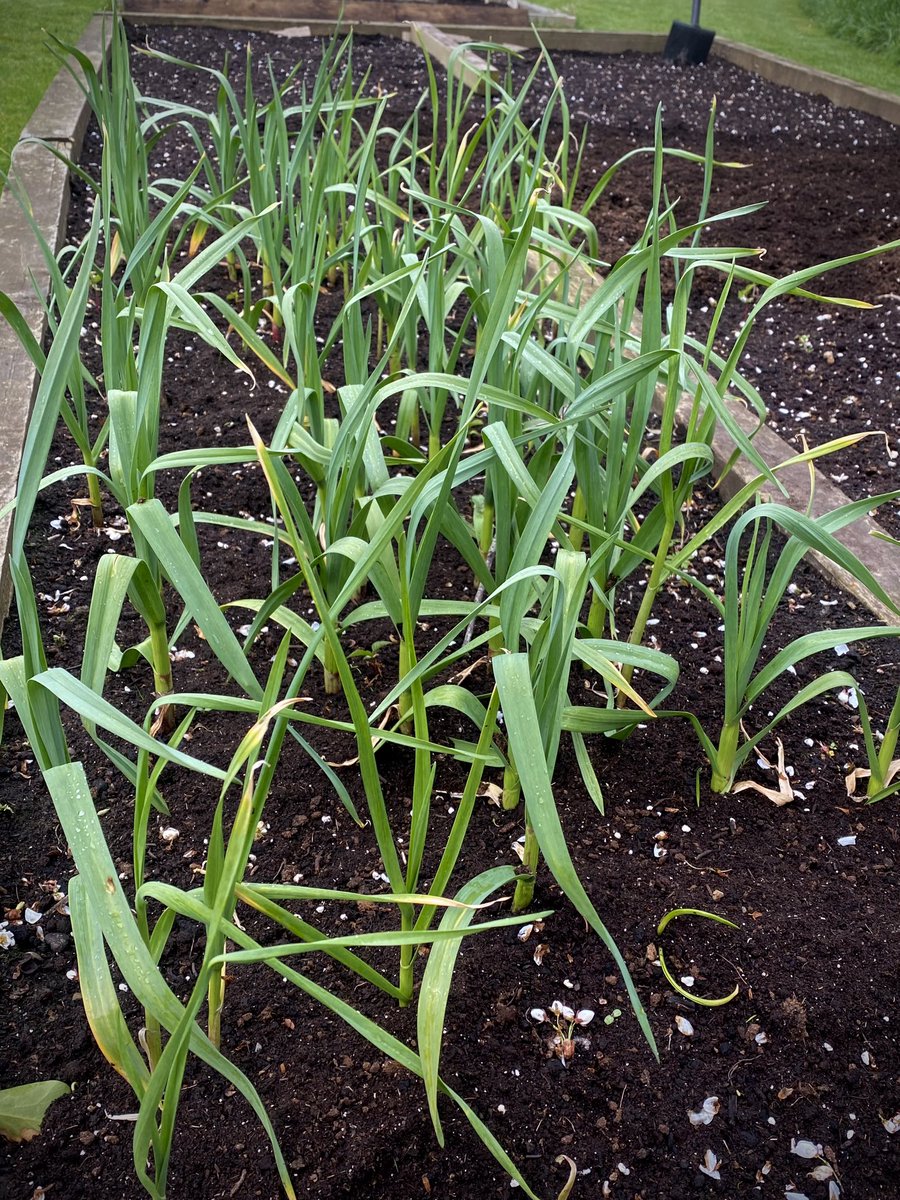 Garlic 🧄 cooking nicely #Growyourown