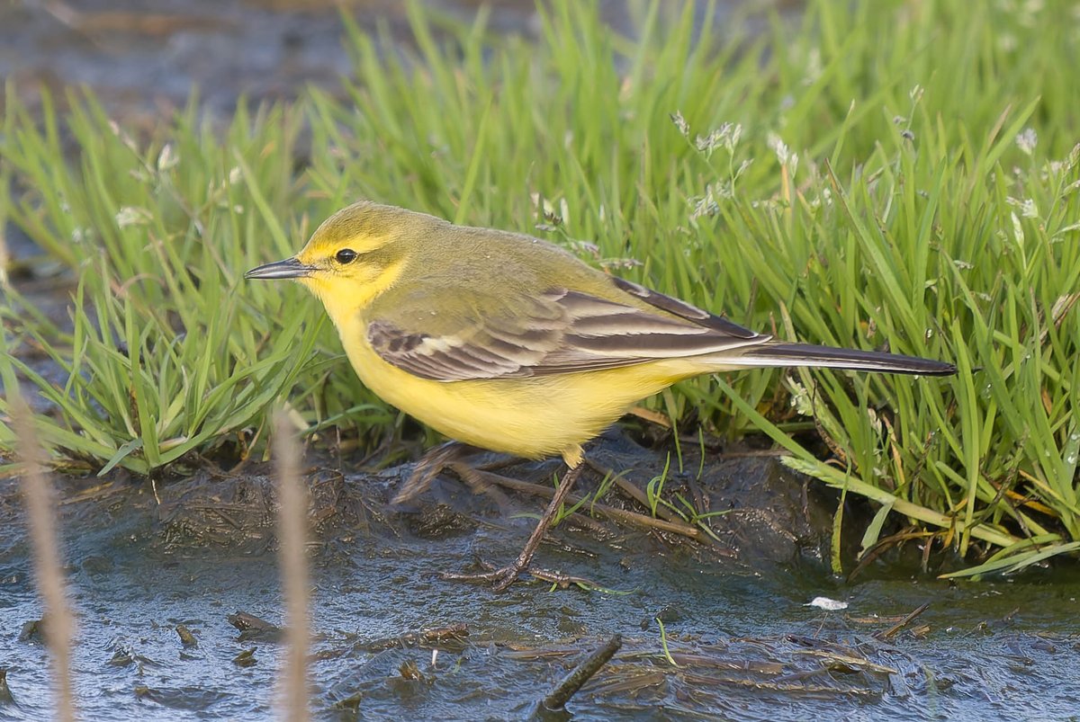 Is there a smarter summer migrant to bump in to in the spring ? One of two stunning male Yellow Wagtail's, New Ridge Farm, Pilling today @FyldeBirdClub