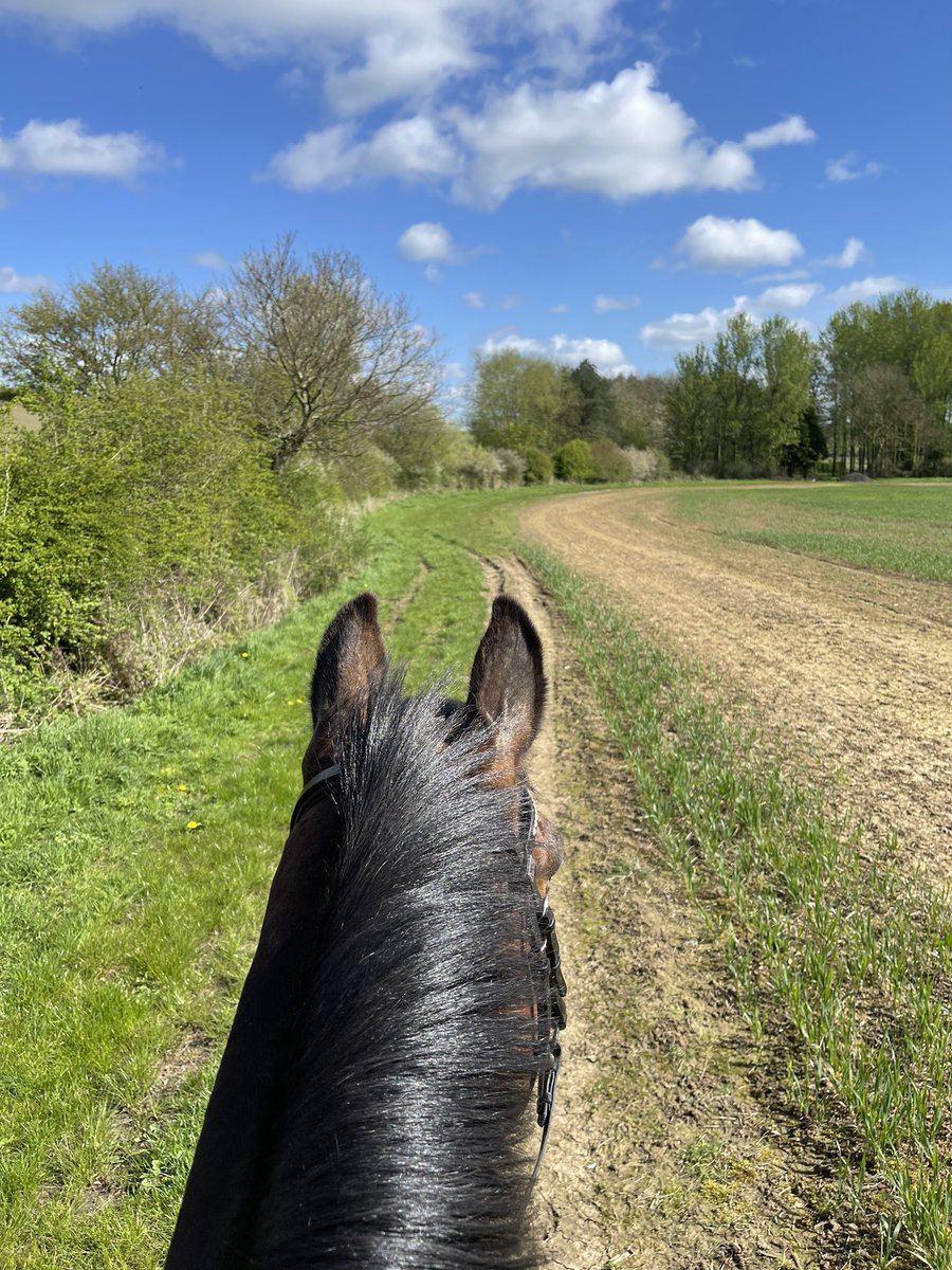 Hacking for 2hrs in the sun over the estate with Roo Bear 🐻 🩷

#lifeafterracing 
#edgcote
