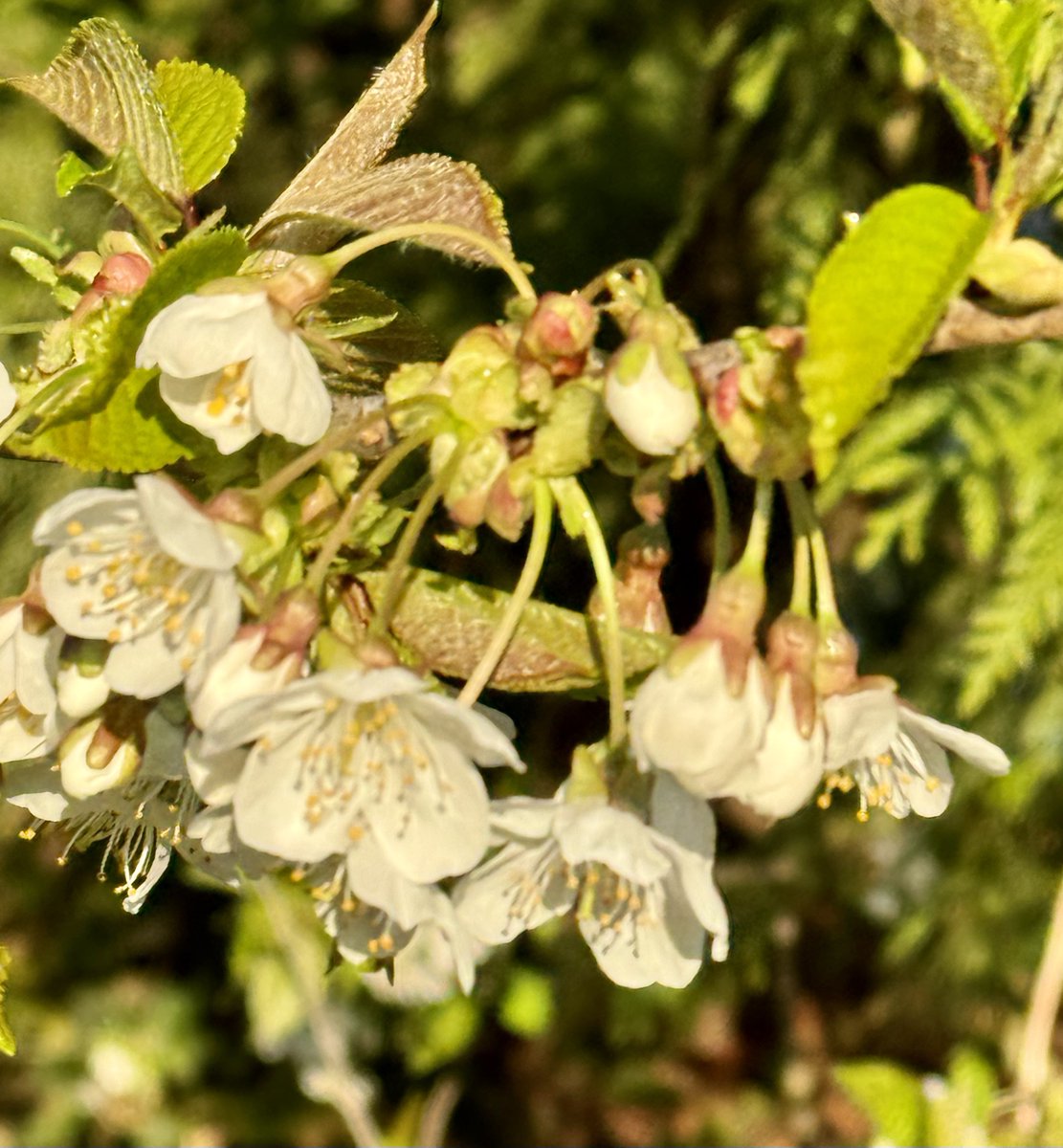 Miracles happen everyday, change your perception of what a miracle is and you'll see them all around you.' — Jon Bon Jovi #Quote #Flowers #Spring