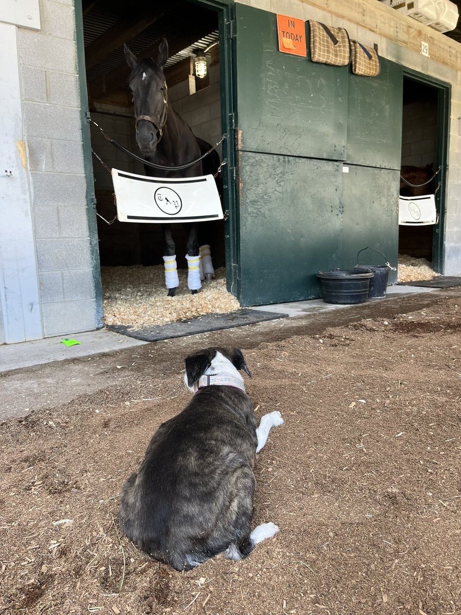 Nothing but top security 🐶 for our first runner @keeneland today Good luck 🍀 to our girl 🦄 Implosion today🐎
