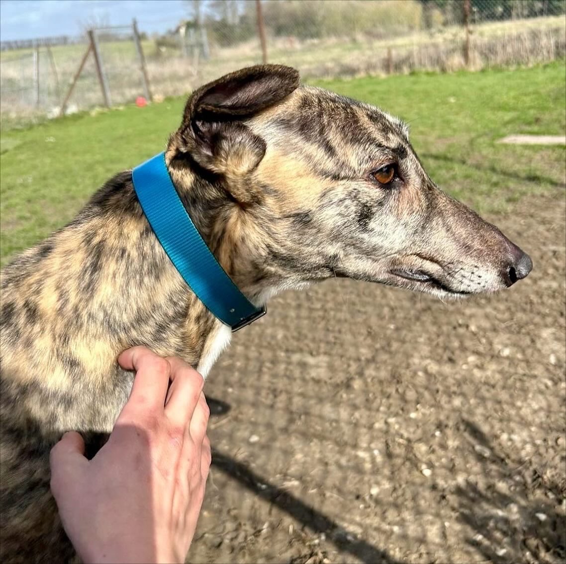 Sarah has been with us coming up to 2 years now We would really like to find her furever home She can initially a strong & excitable character but also extremely friendly, affectionate & lovable. She’s been out with volunteers & is a well loved dog with great personality #TeamZay