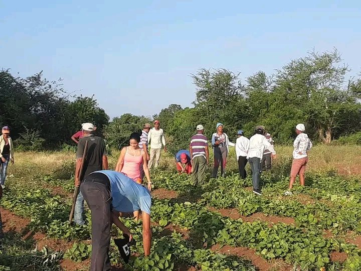 Odalis_BatistaP's tweet photo. Mañana productiva en varios municipios de #TunasPorMásVictorias. 
#PorCubaJuntosCreamos #1Mayo

@UlisesGuilarte @CubaCentral @DrRobertoMOjeda  @DiazCan https://t.co/Kk3jynSB6k