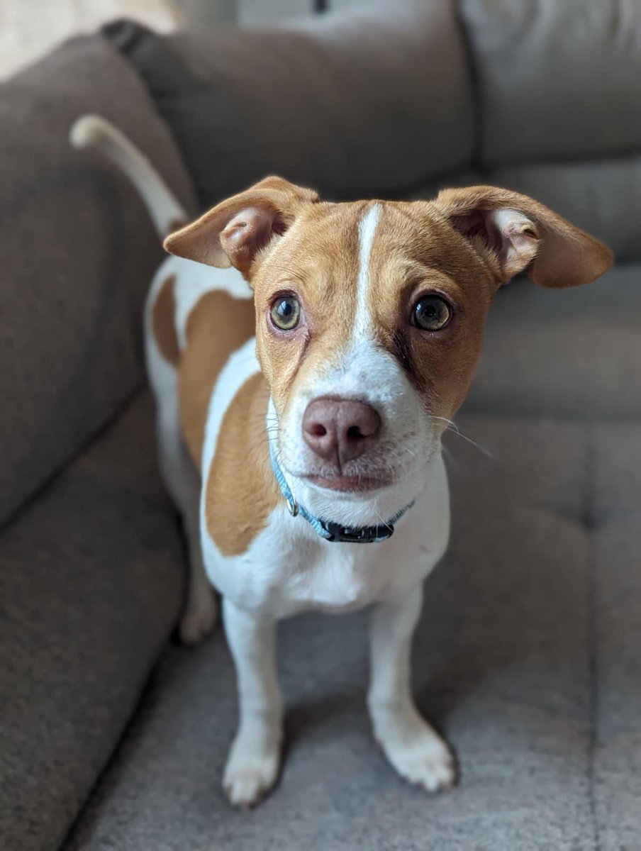 ⭐Available Now⭐
Heeeello there! I’m Eliza! I am an adorable 15 week old snuggle bug! 
*I will be a medium sized dog
*I get along great with other dogs
*Did I mention I’m adorable?? 💗
shelterluv.com/matchme/adopt/…
#adoptdontshop #sacramentoca #greatersacramento