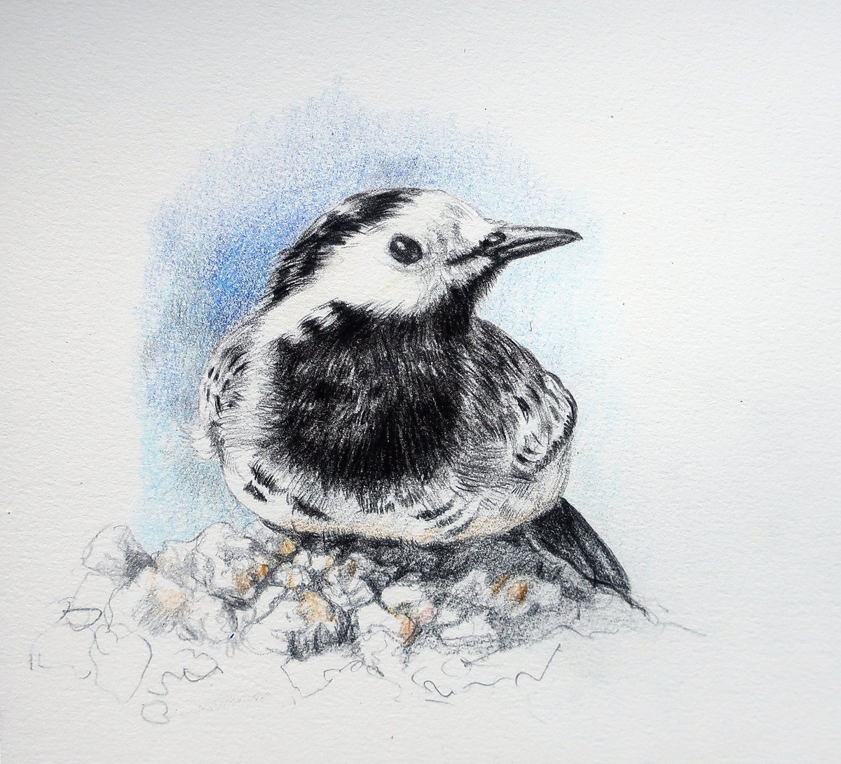 ciaghi_tiziana's tweet photo. White wagtail, Ballerina bianca, on lake garda. Colored pencil and pencil study.
#birdstudy #mysketchbook #birdwatching #wildlife https://t.co/tKgRNCNbiP