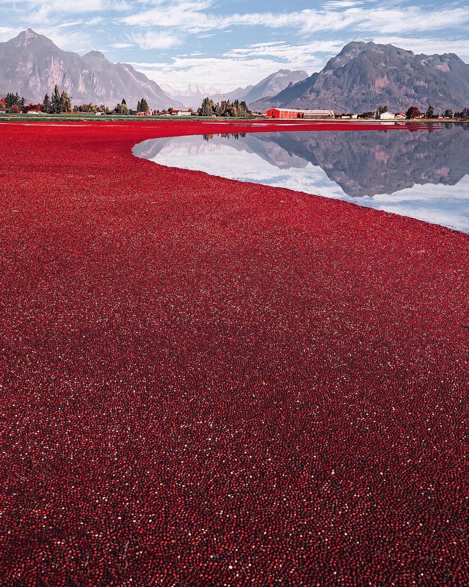 Photos that don't look real but are - thread 🧵 1. Cranberry harvest by Kristina Makeeva