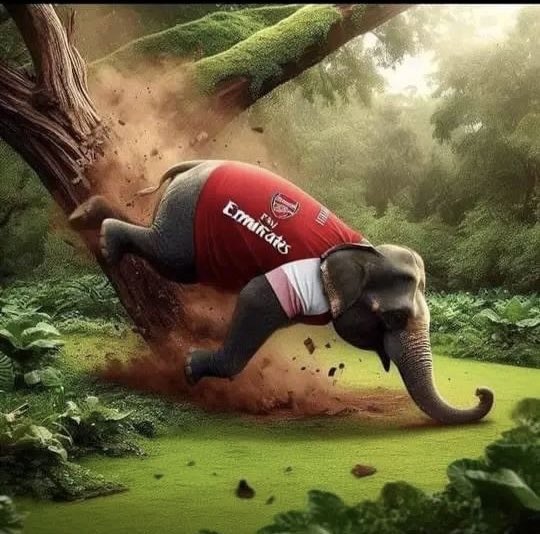 The elephant is off the tree , Title hope buried Good ebenin #ARSAVL