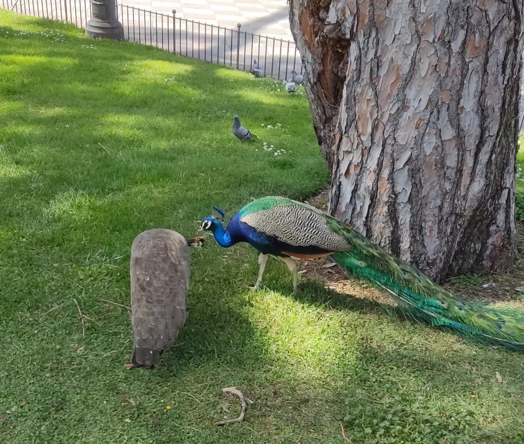 First time I see a peacock and a peahen being friends. Normally peahens ignore peacocks and behave like divas (as they should)