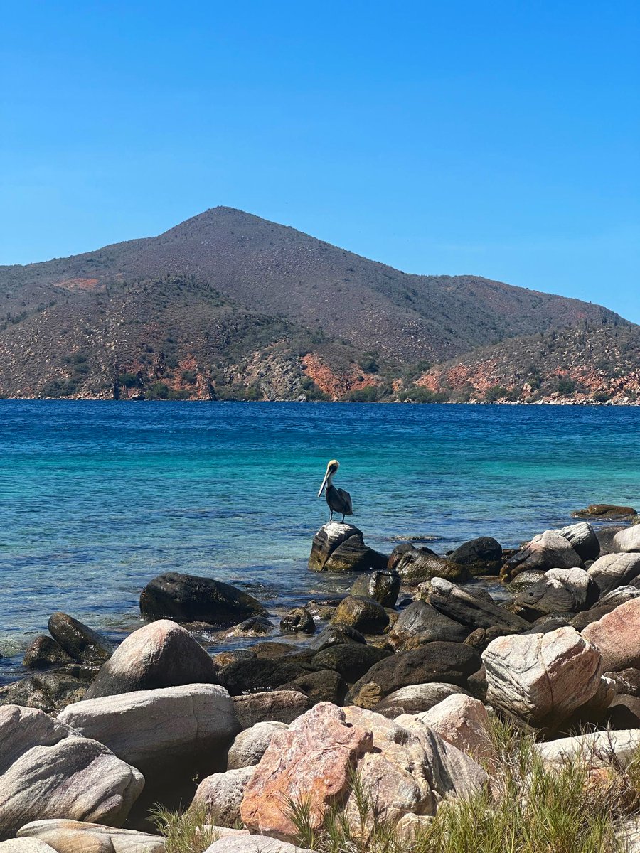 creemossucre's tweet photo. #SabiasQue | La mayor parte del Parque Nacional Mochima se encuentra ubicada en el estado Sucre. Cuenta con más de 94 mil hectáreas de extensión de paradisíacas islas, costas de ensueño y una riqueza marina incalculable🌊🦑🐬

Y tú ¿conoces Mochima? Te leemos en los comentarios⬇️ https://t.co/c6UiHjhKNP