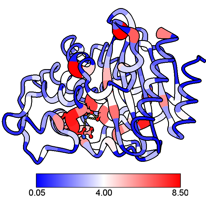 You can use ConservFold (by Rodrigues lab: rodrigueslab.com/resources) to assign a conservation score instead of b_factor. Then render model as worms and use a coloring scheme (twitter.com/miangoar/statu…) and voila! Now you has the most conserved positions! (pdb: 1zg4) <protein emoji>