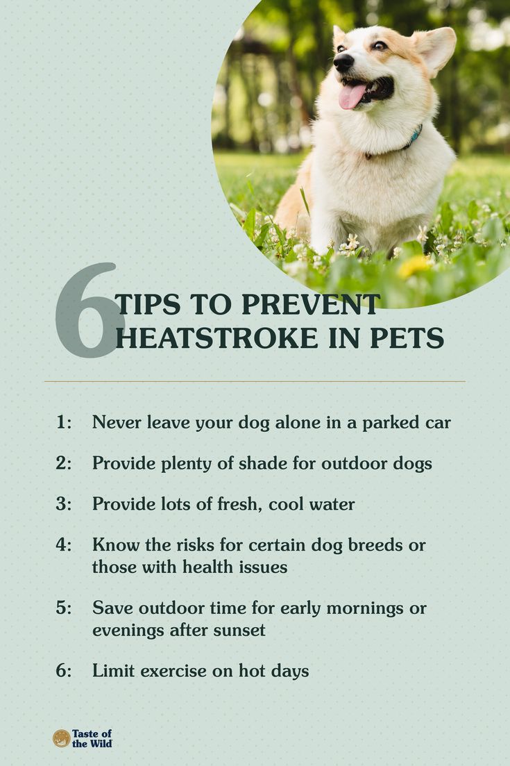 Keep your pets cool and safe this summer with these 6 essential tips! 🌞🐾 #PetSafety
