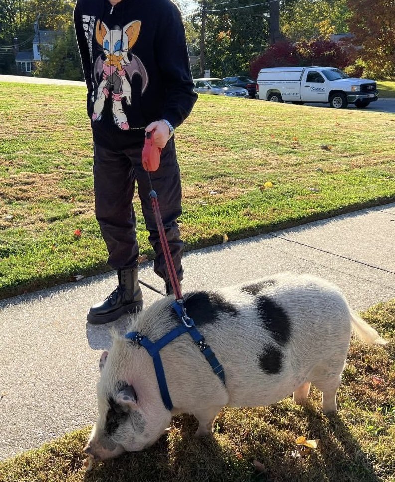 bro busted out the rouge hoodie to walk the pig 💀💀💀