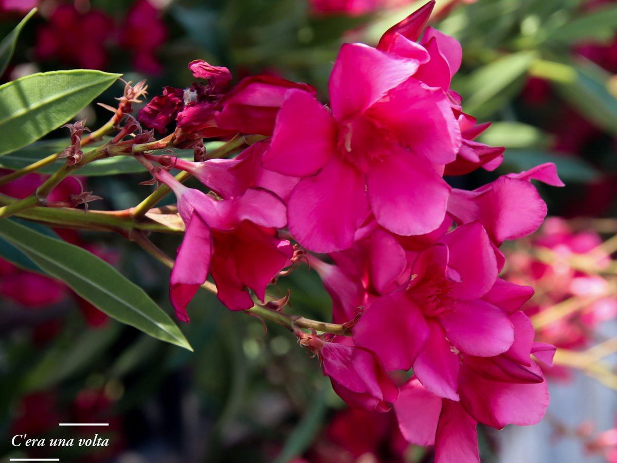 CeraUnaVolta07's tweet photo. #AlphabetChallenge #WeekO
O is for... Oleander https://t.co/FeId5z7Lyq