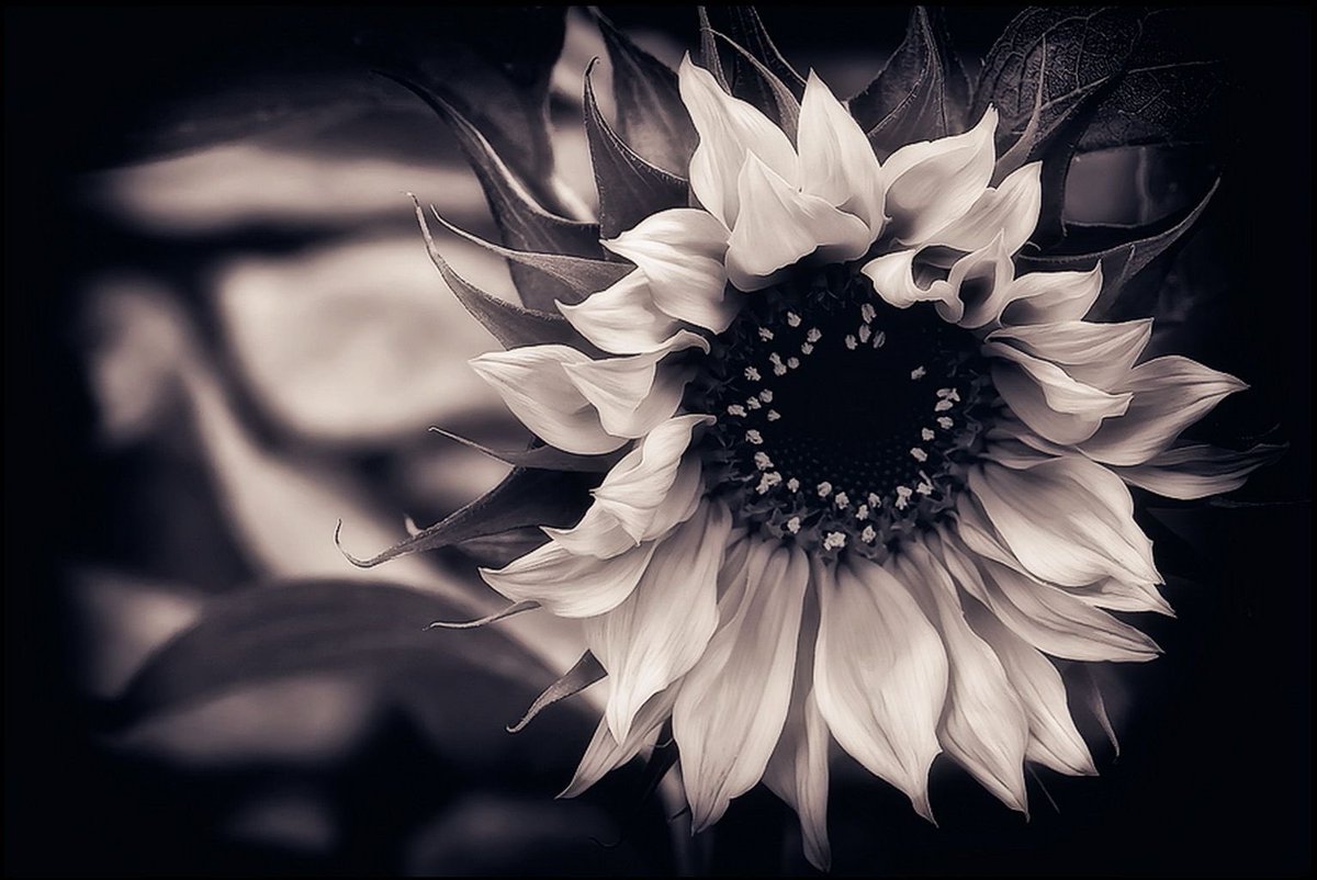 Sunday sunflower 🌻