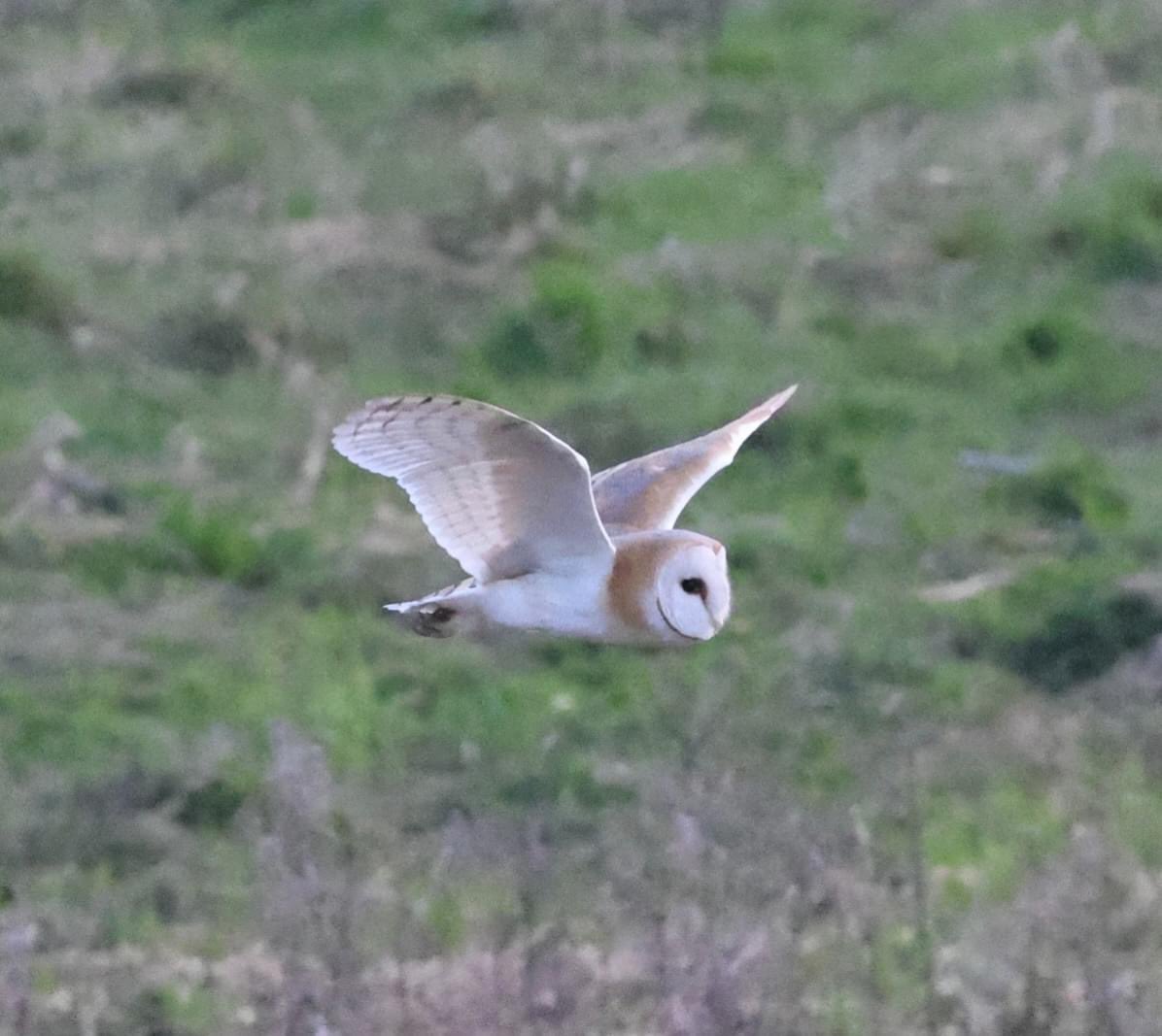 I often hear tawny owls calling outside my university accommodation at night, but have only rarely managed to catch a glimpse 🦉 On the flip side, I have non-birding friends who have casually spotted barn owls locally! As well as time/knowledge some birds also require pure luck!
