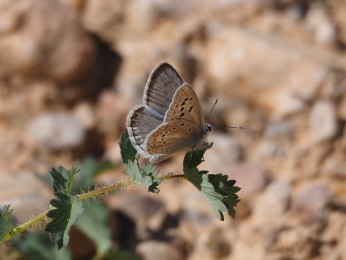 L'any passat la blaveta nívia (Polyommatus nivescens) no va aparèixer en el transsecte d'#alòsdebalaguer. Només vaig veure 5 mascles a finals de setembre en un abeurador. Ahir, ja vaig veure 4 mascles nous que presagien una recuperació d'aquesta espècie vulnerable. @catalanbms