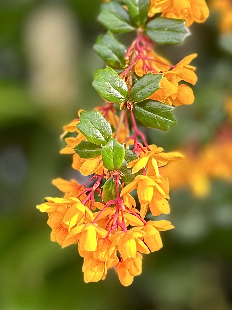 Berberis showing off its colours in the early evening light 🥰