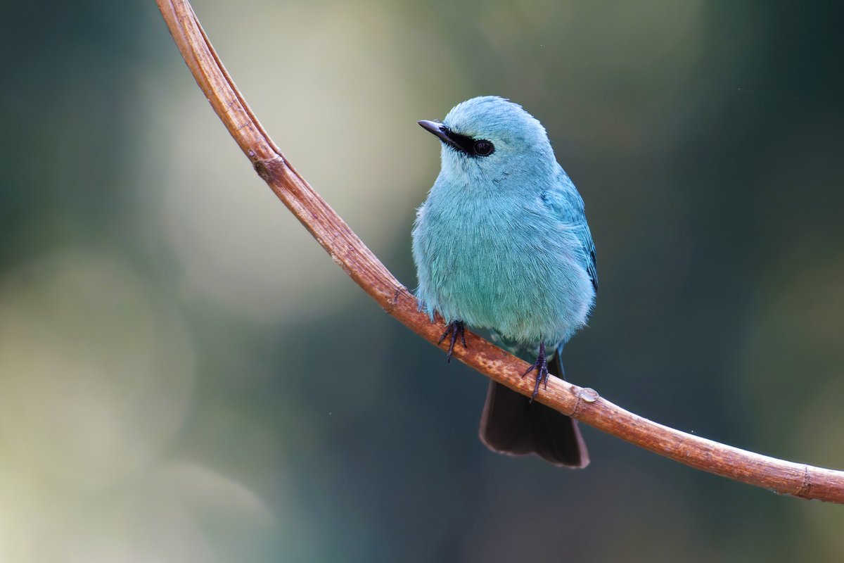 Azure Enchantment: The Distinctive Beauty of the Verditer Flycatcher! @pargaien @UKNikon #indiaves @Natures_Voice #ThePhotoHour #BBCWildlifePOTD @AnimalPlanet @DiscoverKorea_ @WildlifeMag @NikonUSA #natgeoindia @BBCEarth #BirdsOfTwitter @DiscoverMag #BirdsSeenIn2024 #birds