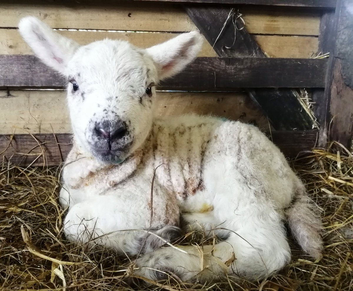 Hello little wrinkly 🤣 #sheep #sheep365 #farming #farminglife #shepherdess #farmingneverstops #lambingseason #lambing #lambing2024