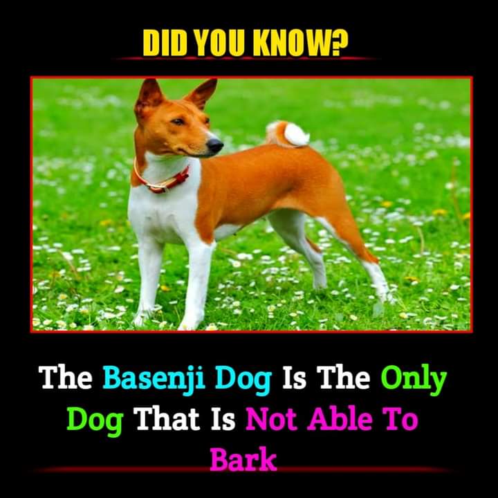 You Know ????? The Basengi Dog.... Very Interesting.... #เตนิว