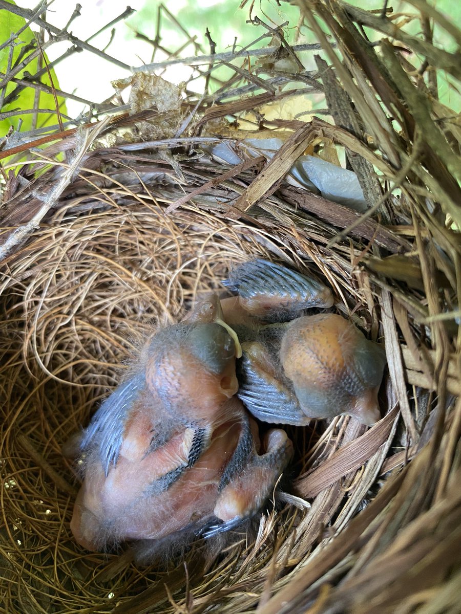 ElJayye's tweet photo. My mom is precious.
She put an umbrella up to protect these baby birds because a hawk came and took 2 of them already. https://t.co/3MjYPIrSer