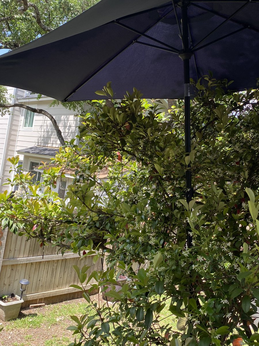 ElJayye's tweet photo. My mom is precious.
She put an umbrella up to protect these baby birds because a hawk came and took 2 of them already. https://t.co/3MjYPIrSer