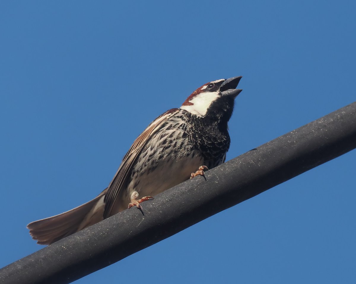 What this Spanish Sparrow in Skala Eresou lacked in tunefulness, it made up for with enthusiasm and volume.