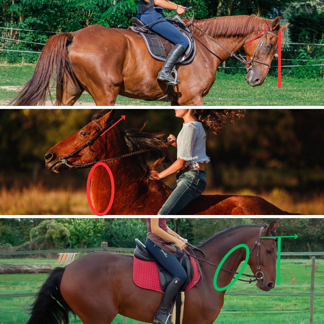 Eduquer son Cheval tweet media