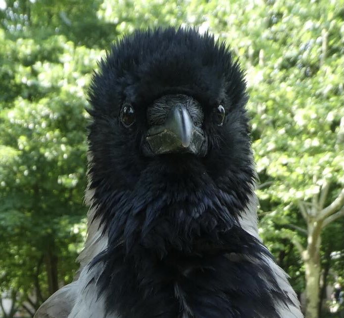 famous #crows - closeups The Kaiser