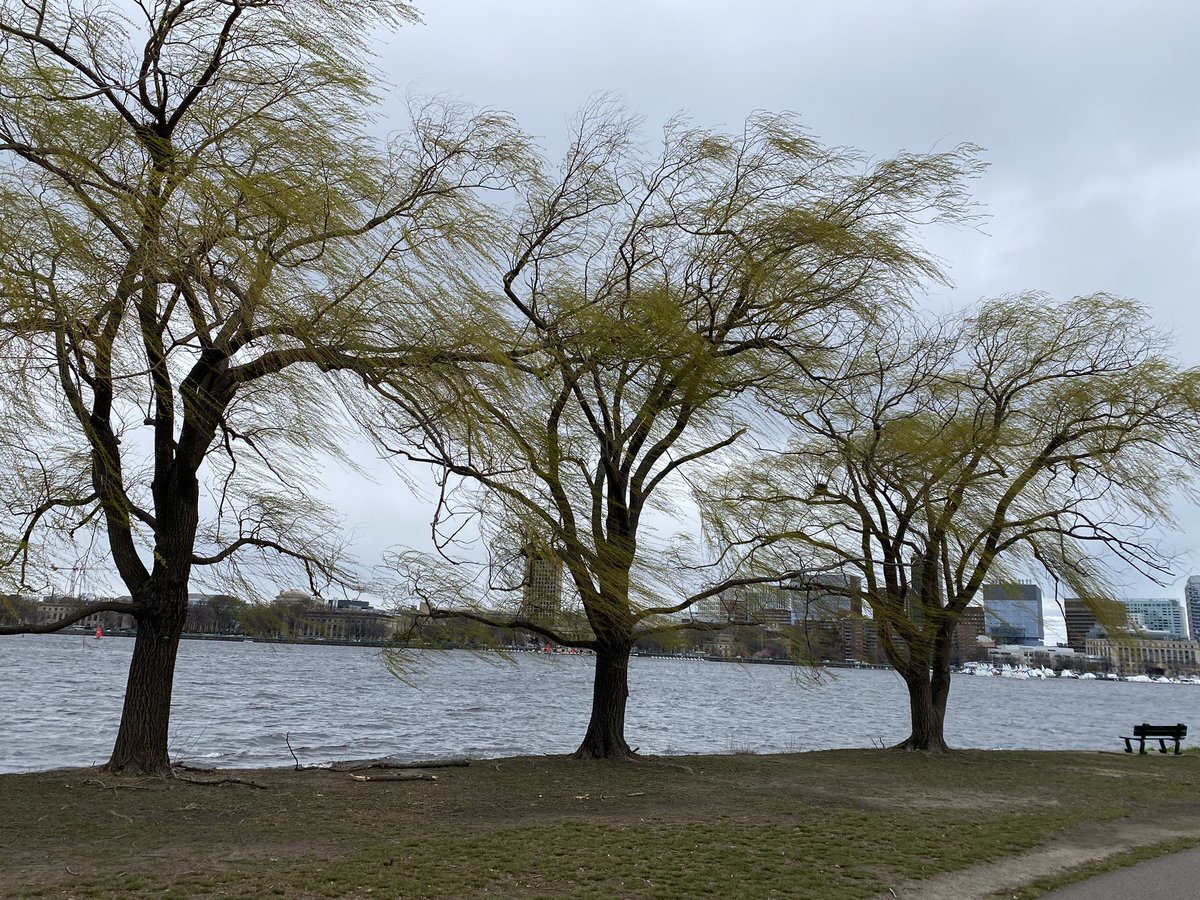 Boston_Boffin's tweet photo. Willow in the wind https://t.co/tMk9VC8977